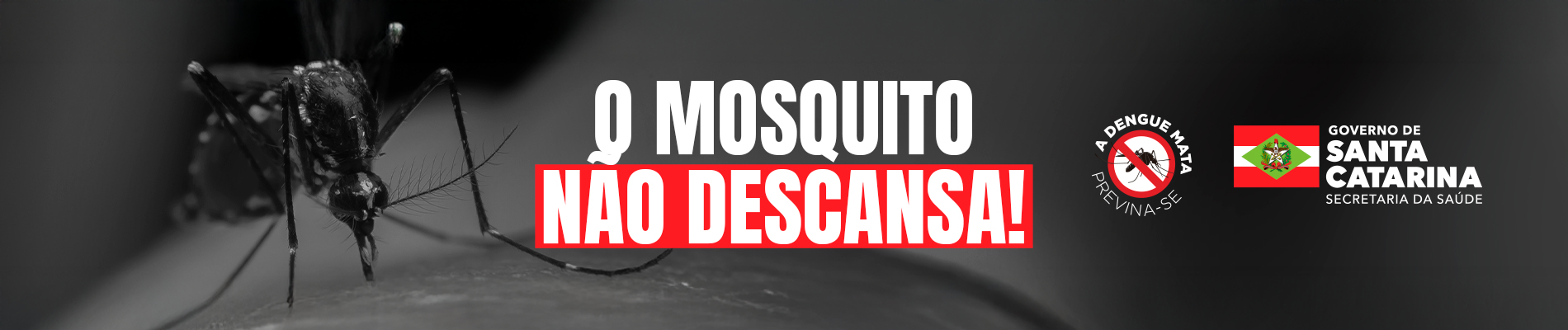 Mosquito não descansa